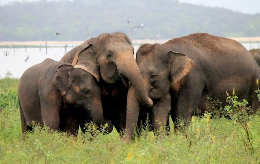 Sri Lanka Family Travel: Two journeys, two rhythms - which feels like you? 1 Sri Lanka Family Travel Beyond Tourism