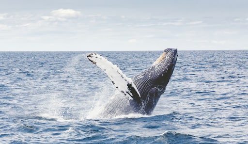 Sri Lanka Family Travel: Two journeys, two rhythms - which feels like you? 2 Sri Lanka Family Travel Beyond Tourism