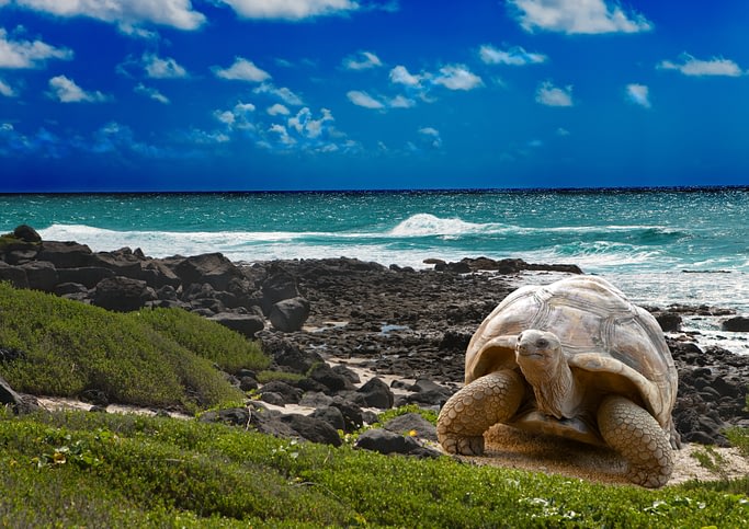 The Ultimate Guide to Wildlife Holidays on the Galápagos Islands 9 The Ultimate Guide to Wildlife Holidays on the Galápagos Islands Beyond Tourism
