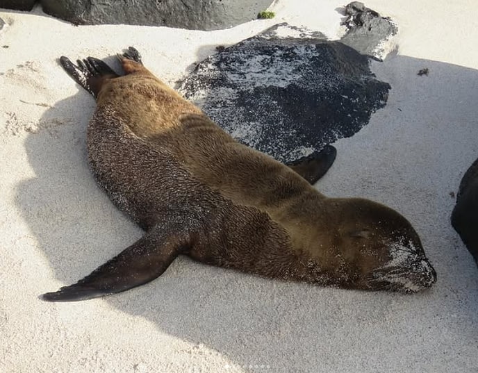 The Ultimate Guide to Wildlife Holidays on the Galápagos Islands 5 The Ultimate Guide to Wildlife Holidays on the Galápagos Islands Beyond Tourism