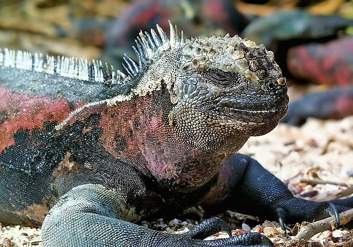 The Ultimate Guide to Wildlife Holidays on the Galápagos Islands 2 The Ultimate Guide to Wildlife Holidays on the Galápagos Islands Beyond Tourism